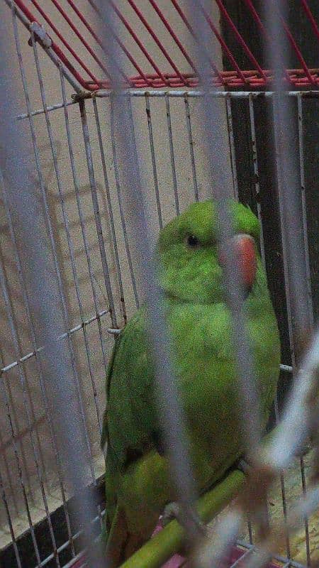 parrot 0