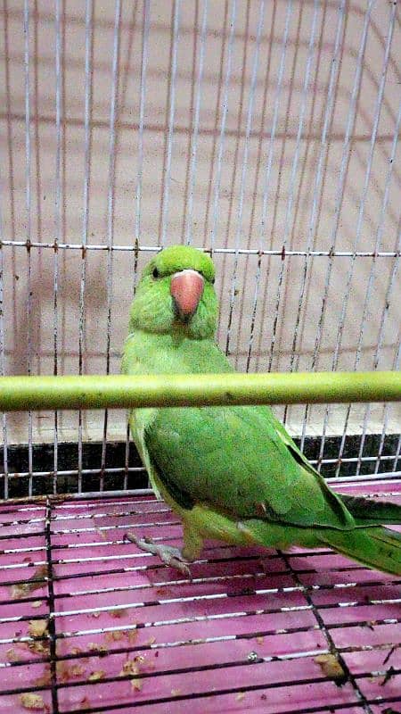 parrot 1