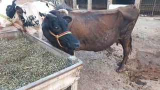 cow for sale