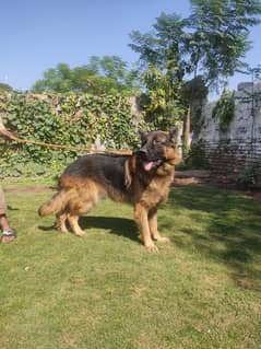 German Shepherd available for stud