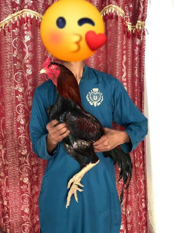 High quality Lakha Murga age 18 month Whatsapp number 03117274989 7