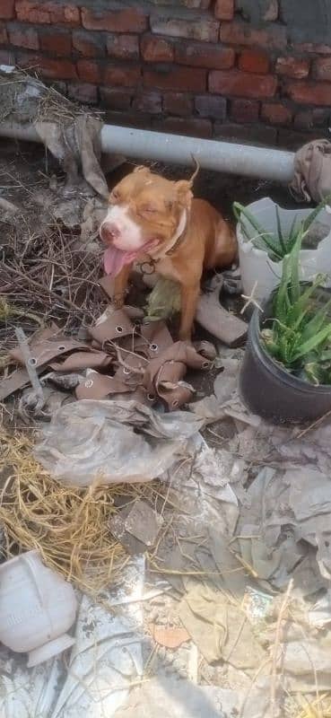 pitbull dog for sale 1