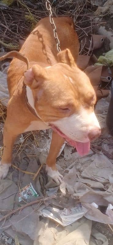 pitbull dog for sale 2