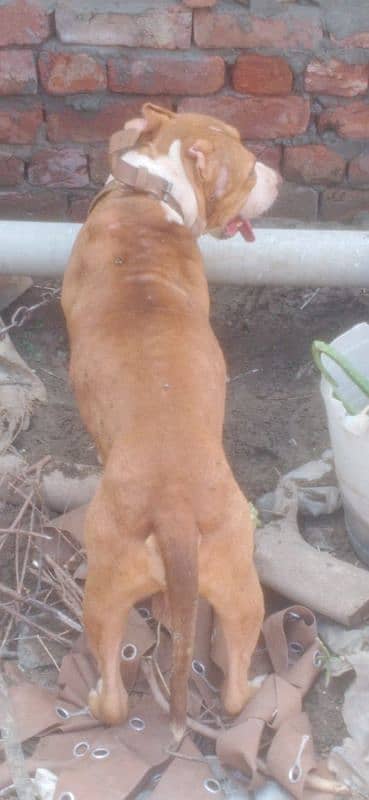 pitbull dog for sale 3