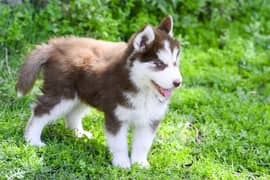 Wolly Coat Siberian Husky Puppies Available.