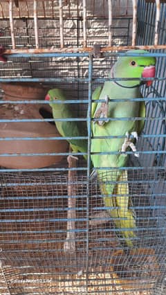 Green Home Parrot Pair