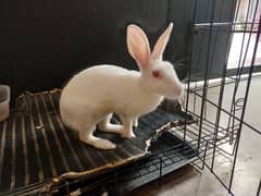 Rabbit for sale