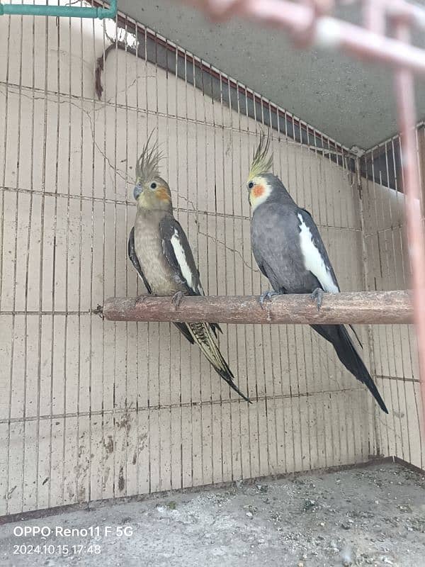 cockatiel pair 1