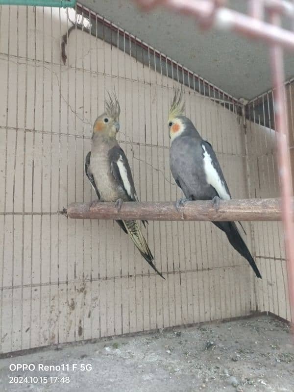 cockatiel pair 2