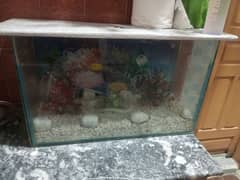 fish Aquarium