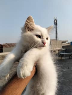 persian kitten