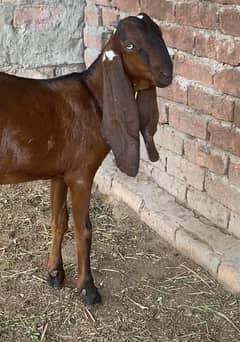 pure Nagra Male Goat available age 7 months kheera bacha