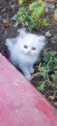 Persian kittens / triple coat/ punch face