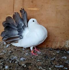 silver tail semi modern  fantail female