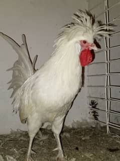 Ayam cemani, Susex, polish, white Hera, Bule Buff,Goldan Buff