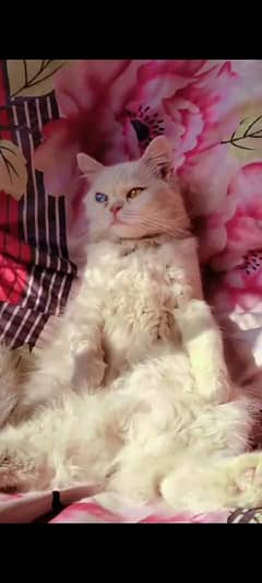 Persian female cat pure White