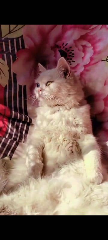 Persian female cat pure White 2