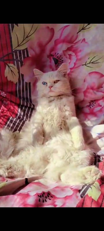 Persian female cat pure White 4