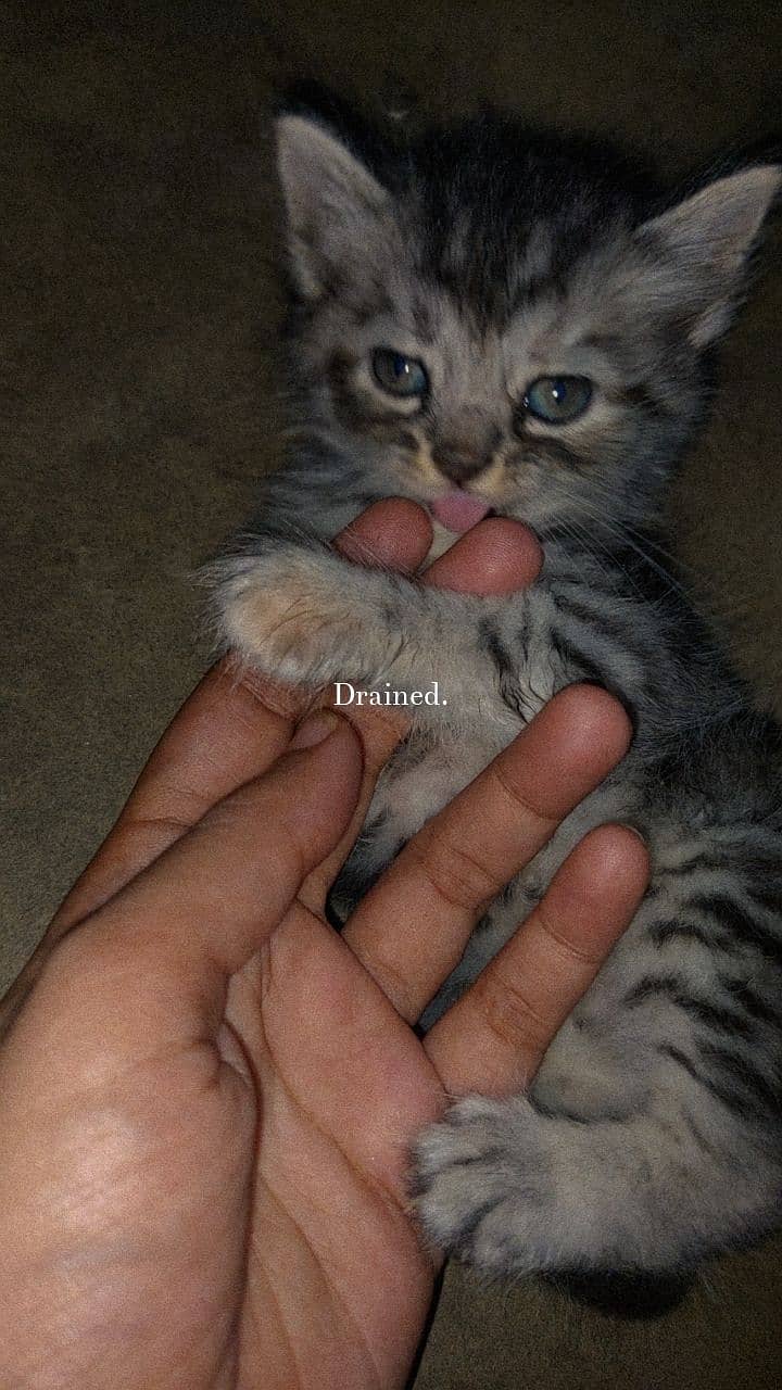 Persian cat for sale Age One Month. 0