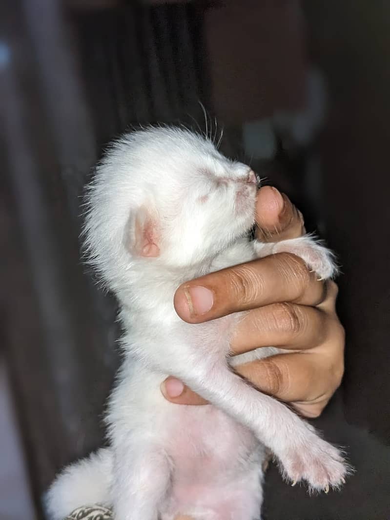 Persian cat for sale Age One Month. 3