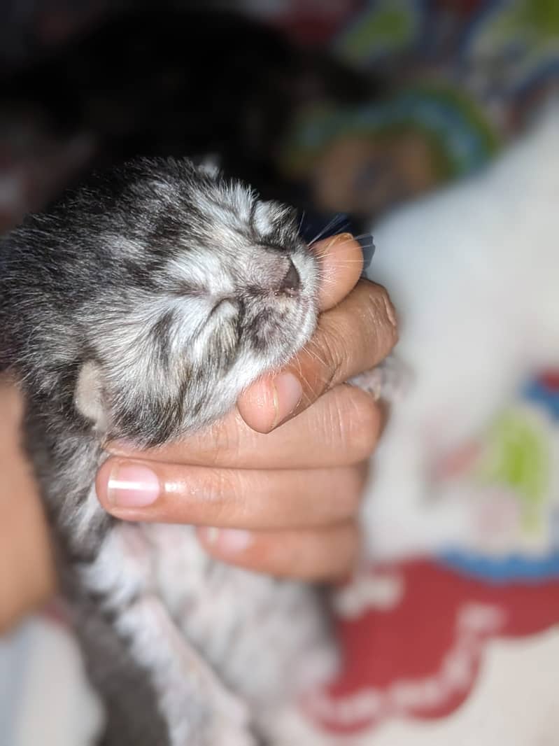 Persian cat for sale Age One Month. 4