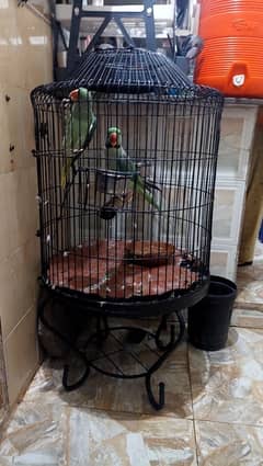 pahari Parrot cage for sale 0