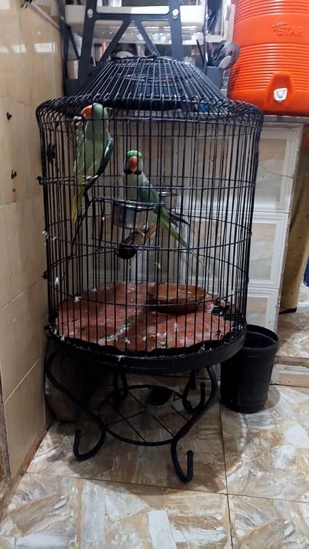 pahari Parrot cage for sale 0