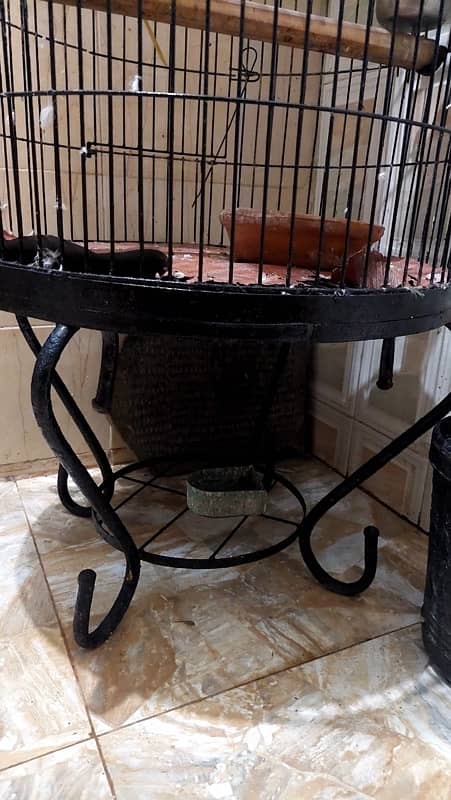 pahari Parrot cage for sale 1