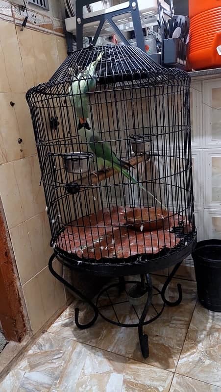 pahari Parrot cage for sale 3