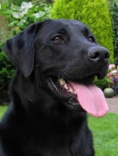 black Labrador