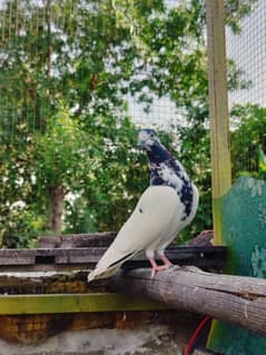 30 Taddy Ali Walay Rampuri Ferozpuri breeder pigeons