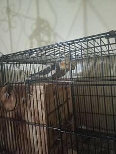 Cocktail and Australian parrot pair