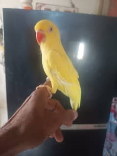 yellow  ringneck