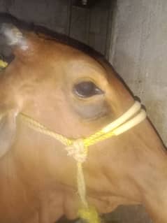 Pure sahiwal cow ,urgent sale