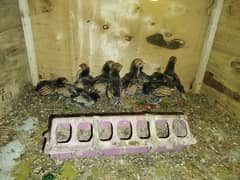 golden sebright chicks for sale 15 to20 days old