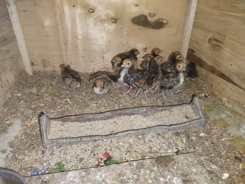 golden sebright chicks for sale 15 to20 days old 5