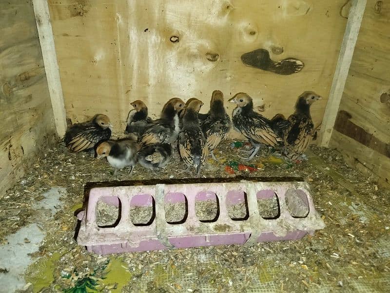 golden sebright chicks for sale 15 to20 days old 7