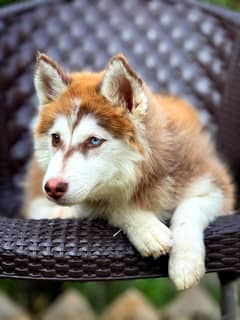 Siberian Husky Wolly Coat Female puppy