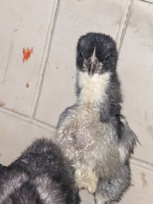 Bantam chicks For sale 0