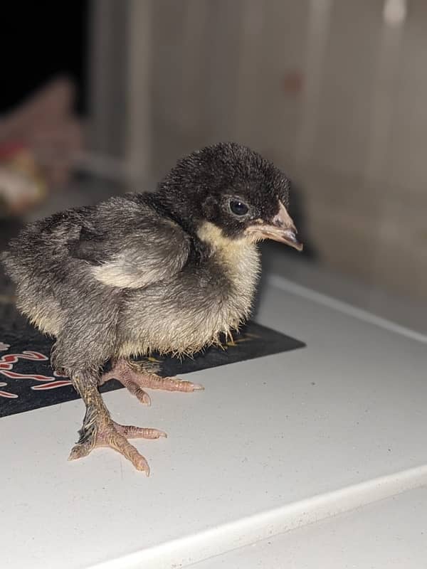 Bantam chicks For sale 2