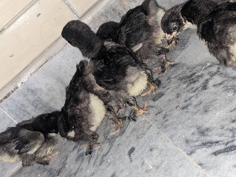 Bantam chicks For sale 3