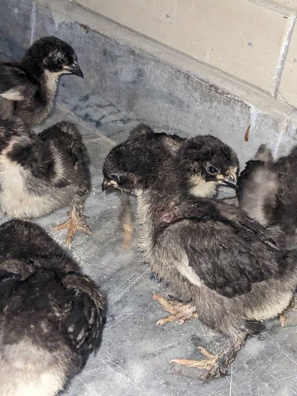 Bantam chicks For sale 4