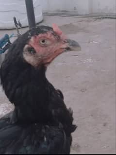 Mushki hen for sale