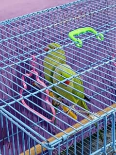 green ringneck healthy parrot pair and cage for sale