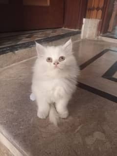 Persian cat