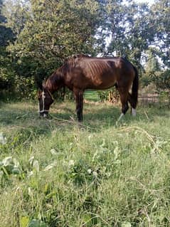 sale for female horse