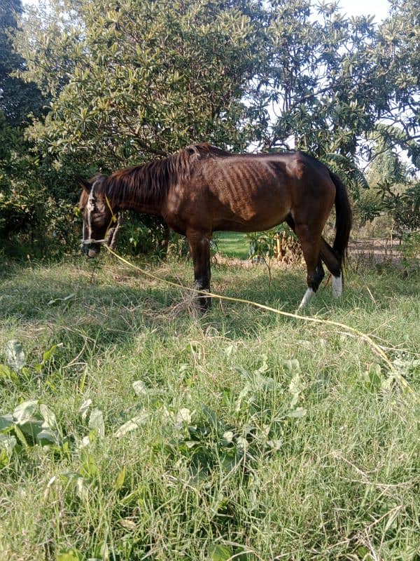 sale for female horse 1