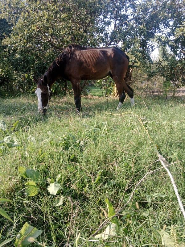 sale for female horse 2