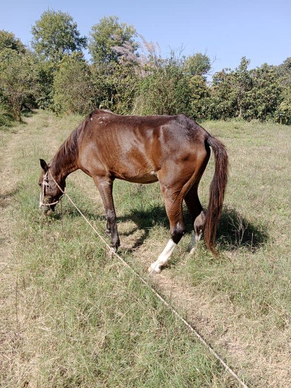 sale for female horse 3