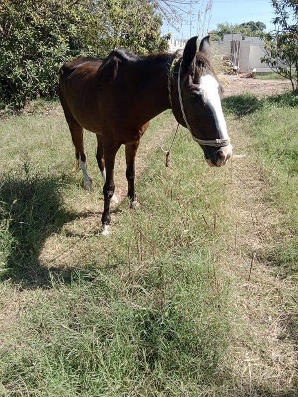 sale for female horse 4